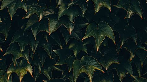 Download Wallpaper 3840x2160 Leaves Plant Green Surface 4k Uhd 169