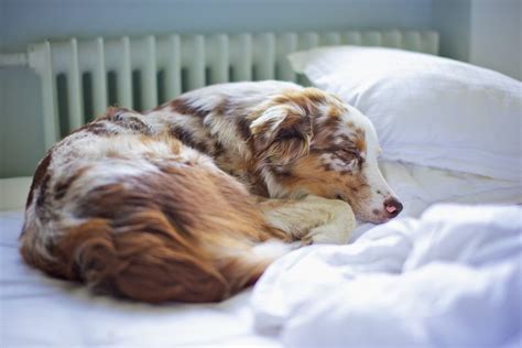 The Position Your Australian Shepherd Sleeps Tells You A Lot About Them