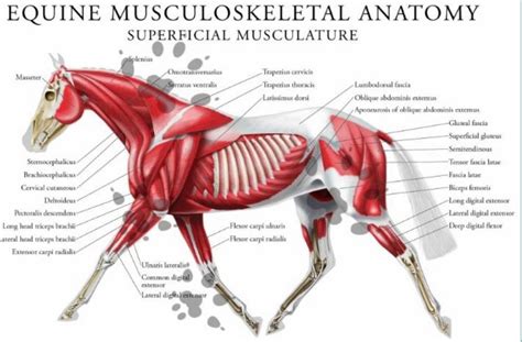 Biomechanics Of The Horse In 2020 With Images Neck Muscle Anatomy