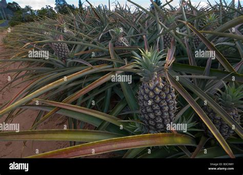 Pineapples Growing In Queensland Australia Stock Photo Alamy