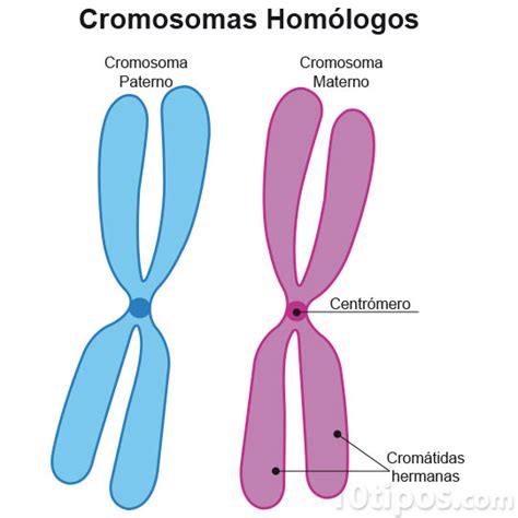 Tipos De Cromosomas Tipos De
