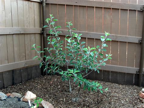 Nectarines, asian pears, and peaches! Ultra Dwarf Fuji Apple Trees | temporalsculpt | Flickr