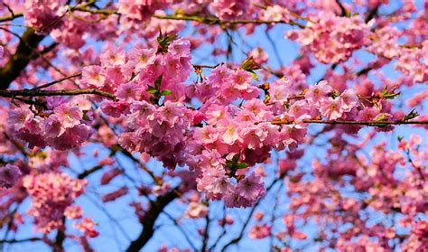 Royalty Free Photo Cherry Blossoms During Daytime Pickpik