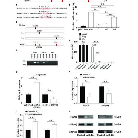 mir 144 inhibits foxo1 to reduce its regulation of adiponectin and download scientific