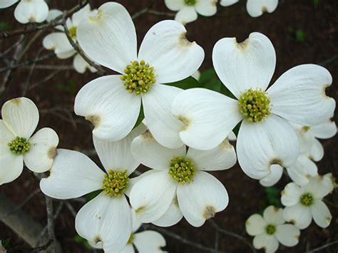 For areas with mild summers or mild winters these can be. UT Gardens March 2017 Plant of the Month: Flowering Dogwood