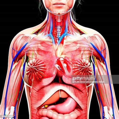 It describes the theatre of events. Female Chest Anatomy Stock Pictures, Royalty-free Photos ...