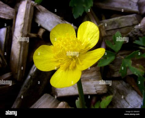Creeping Buttercup Ranunculus Repens Flower Germany Stock Photo Alamy