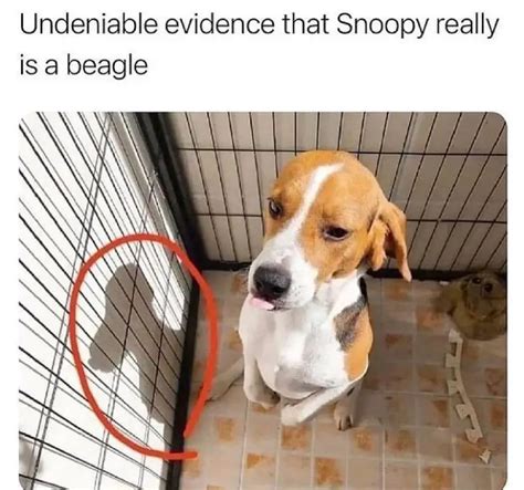 17 Funny Beagle Memes For Good Mood Page 4 Of 6 Pettime