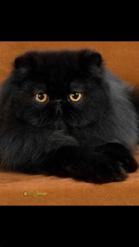 Black Persian Cat Pretty Cats Gorgeous Cats Cute Cats