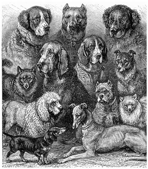 Evolution Of Dogs History From Pet Butler