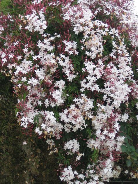 The star jasmine is an evergreen climbing plant that blooms with many small flowers for balconies and roof terraces. M. Jasminum polyanthum Full sun, to 20 feet | Garden vines ...