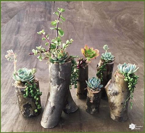 Group Of Tree Branch Planters Fully Planted Succulents Succulent