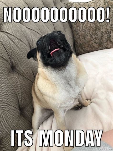 23 Cute Pug Happy New Year Meme Image Codepromos