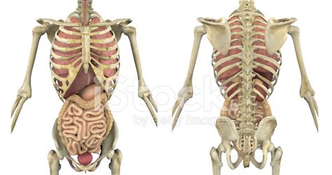 Diagram showing anatomy of the abdomen of a female foetus wellcome l0051129.jpg 4,984 × 6,658. Torso Skeleton With Internal Organs Front and Back Stock ...