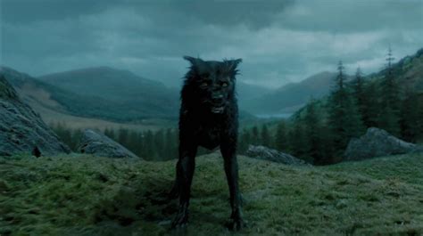 Sirius Black Wolf