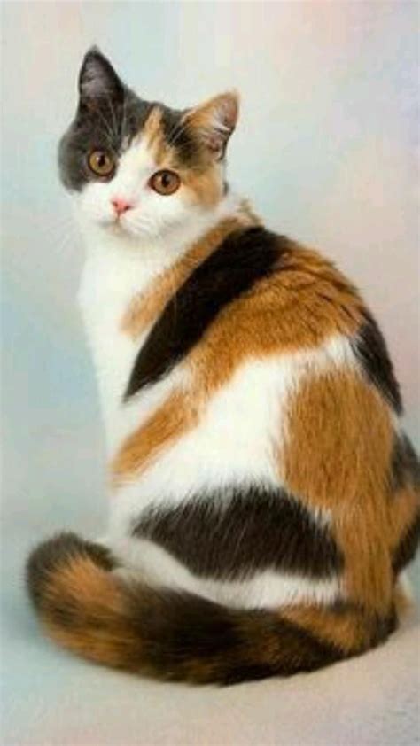 Calico Cat Facts 25 Amazing Facts About Calico Cats Artofit