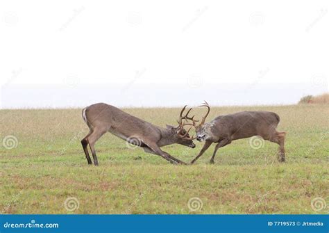 451 Whitetail Deer Fighting Stock Photos Free And Royalty Free Stock