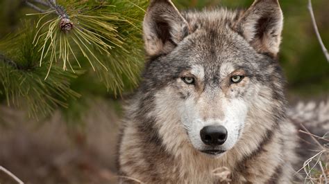 Wallpaper Wolf Front View Look Wildlife 3840x2160 Uhd 4k Picture Image