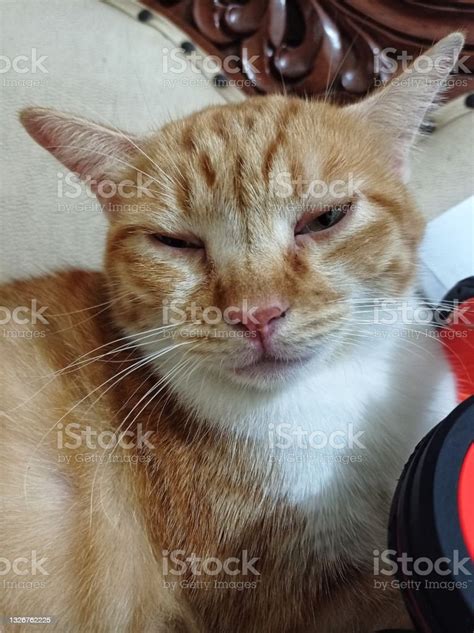 Indonesian Domestic Cat Is Orange And White Stock Photo Download
