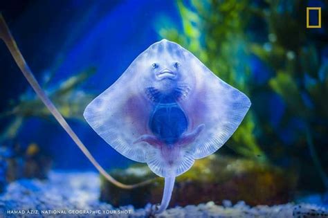 baby stingray amazing underwater creatures animals fish pet