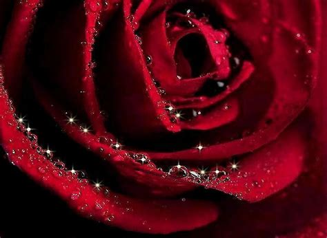 Glitter Rose By Rosemarie747 Redbubble