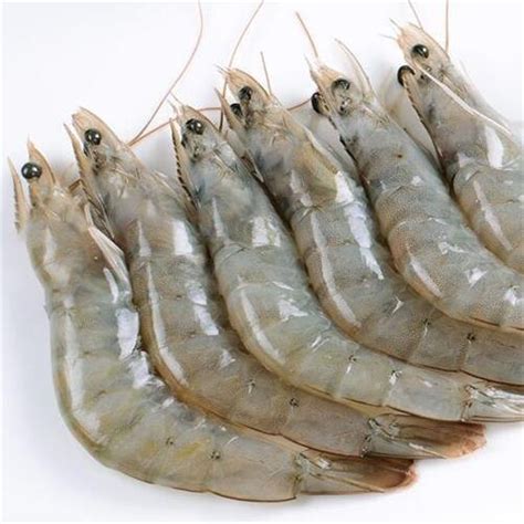 Wholesale White Shrimp Fresh Water Prawn Frozen Vannamei Shrimp Feed By