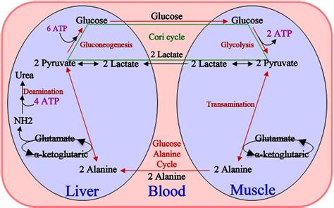 Cori Cycle And Glucose Alanine Cycle These Are The Cycles That Link