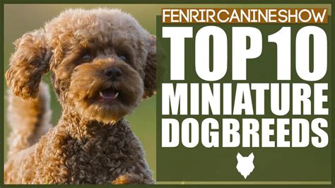 Top 10 Miniature Dog Breeds Fenrir Canine Leaders
