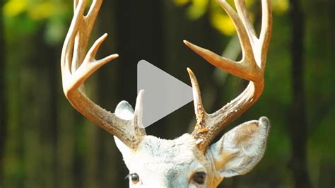 Cancer Genes Help Deer Antlers Grow Science Aaas