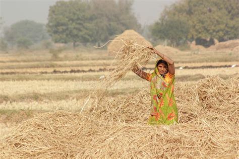 Harvesting India Editorial Image Image Of Sari Rural 55013000