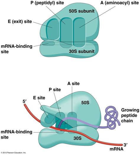 Structure Of Ribosomes Diagram