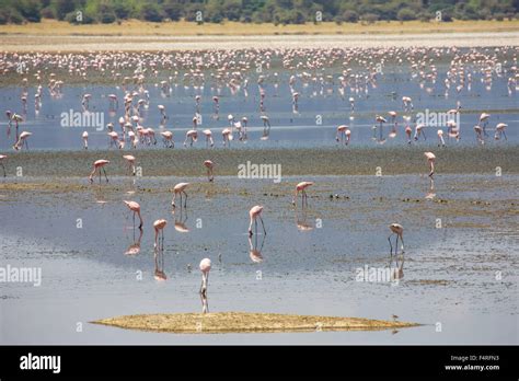 Africa Flamingo Lake Manyara National Park Scenery Landscape