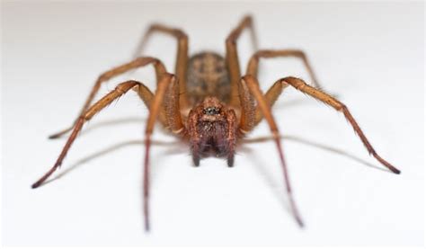 Hobo Spider Bite Picturessymptoms And Treatments