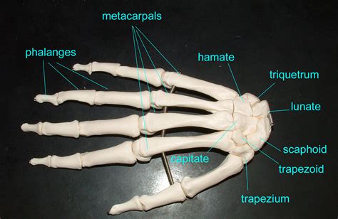 See more ideas about anatomy, anatomy bones, hand bone anatomy. Untitled Document bio.sunyorange.edu