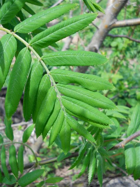 Our sorbus / mountain ash trees were heavily laden with berries in autumn 2013 as a consequence of the very late arriving cold spring ealier in the year. Canoe Corner: Mountain Apple Ash