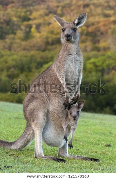 Kangaroo Mother Baby Joey Pouch Stock Photo Edit Now 121578160
