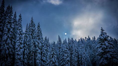 Download 1366x768 Wallpaper Winter Night Trees Sky