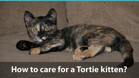 Facts About Tortoiseshell Cats What You Need To Know