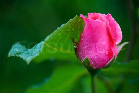 One Small Pink Rose Bud With Water Stock Photo Colourbox