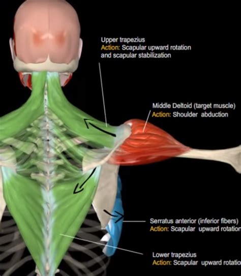 Lateral Raise To Build Your Shoulders Benefits