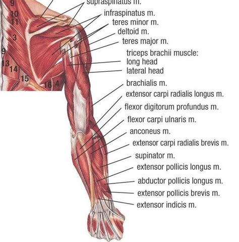 This is partly because they are located in different areas of the body e.g. Muscles of Upper Extremity (Posterior Deep view) | Muscle ...