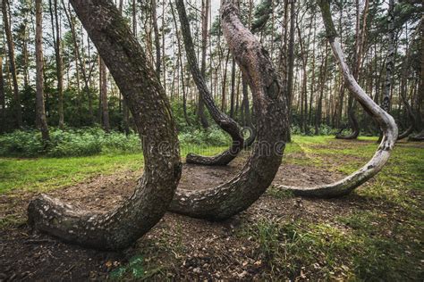 Famous Crooked Forest Stock Photo Image Of Trees Tree 96892418