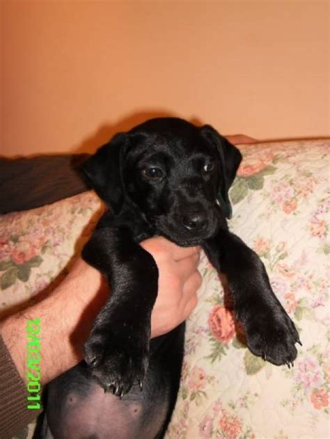 Zu seinen guten eigenschaften zählen stubenreinheit natürlicher beschützer instinkt verspielt einfach eine sehr treue seele verträglich mit katzen und kleintieren kann auch als zweithund gehalten werden. anhänglicher labrador mix welpe dogy sucht zuhause