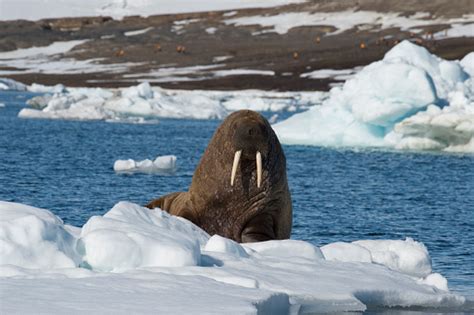 Walrus On Ice Flow Stock Photo Download Image Now Animal Animal