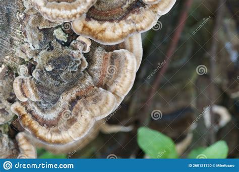Fungus Growing On Tree Stump Stock Photo Image Of Group Botanical