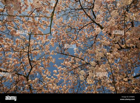 Cherry Blossom At Springtime Under Blue Skies Stock Photo Alamy