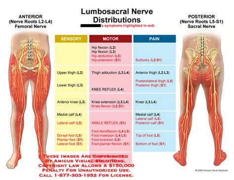 Nerve: Femoral Nerve Pain