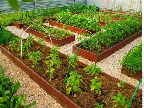 Горчица для улучшения почвы - секрет отличного урожая | Садовые идеи ...