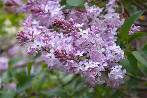 Lilac Tree Planting Guide