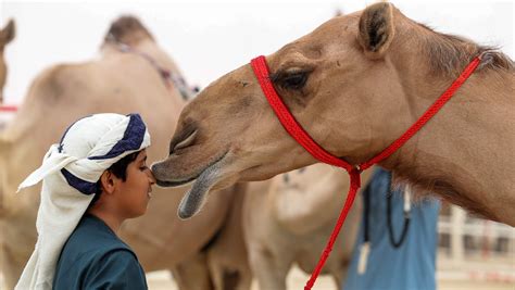 Camel Beauty Contest Saudi Arabia 2019 The King Abdulaziz Camel Beauty Contest Has Been